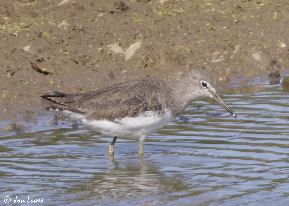 Green Sandpiper - ML639996901