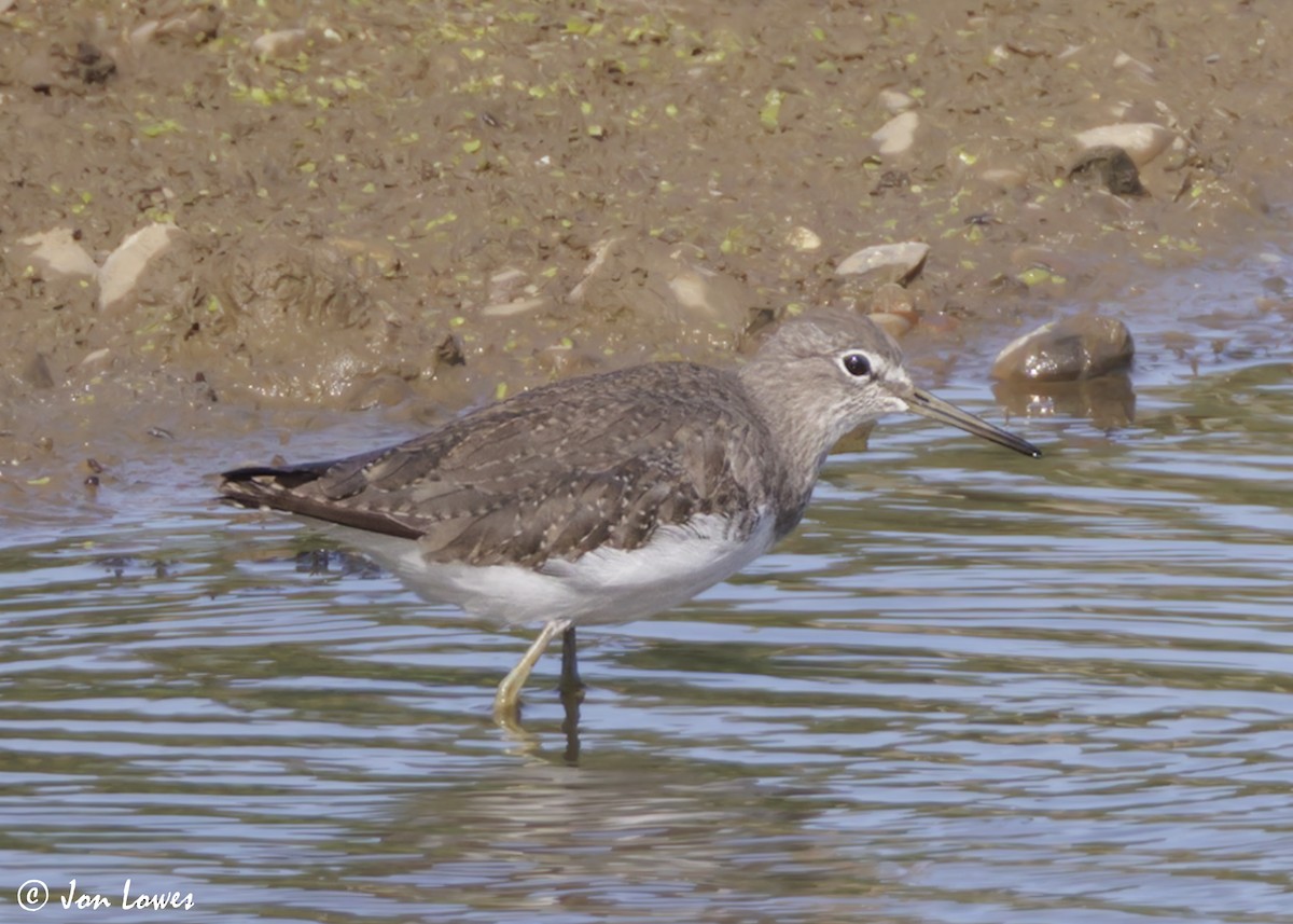 Green Sandpiper - ML639996902