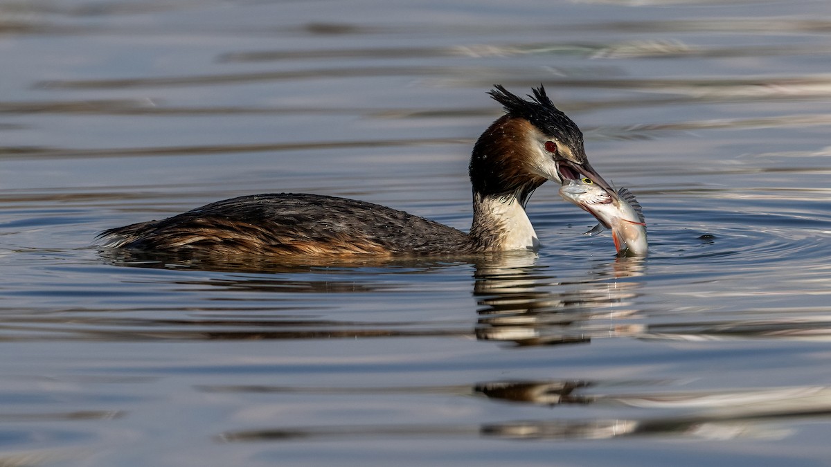 Great Crested Grebe - ML639996917