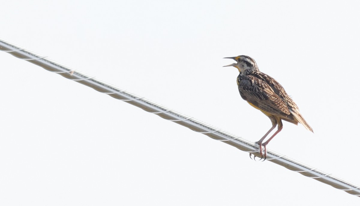 Eastern Meadowlark (Eastern) - ML639996922