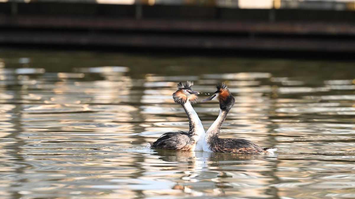 Great Crested Grebe - ML639996945