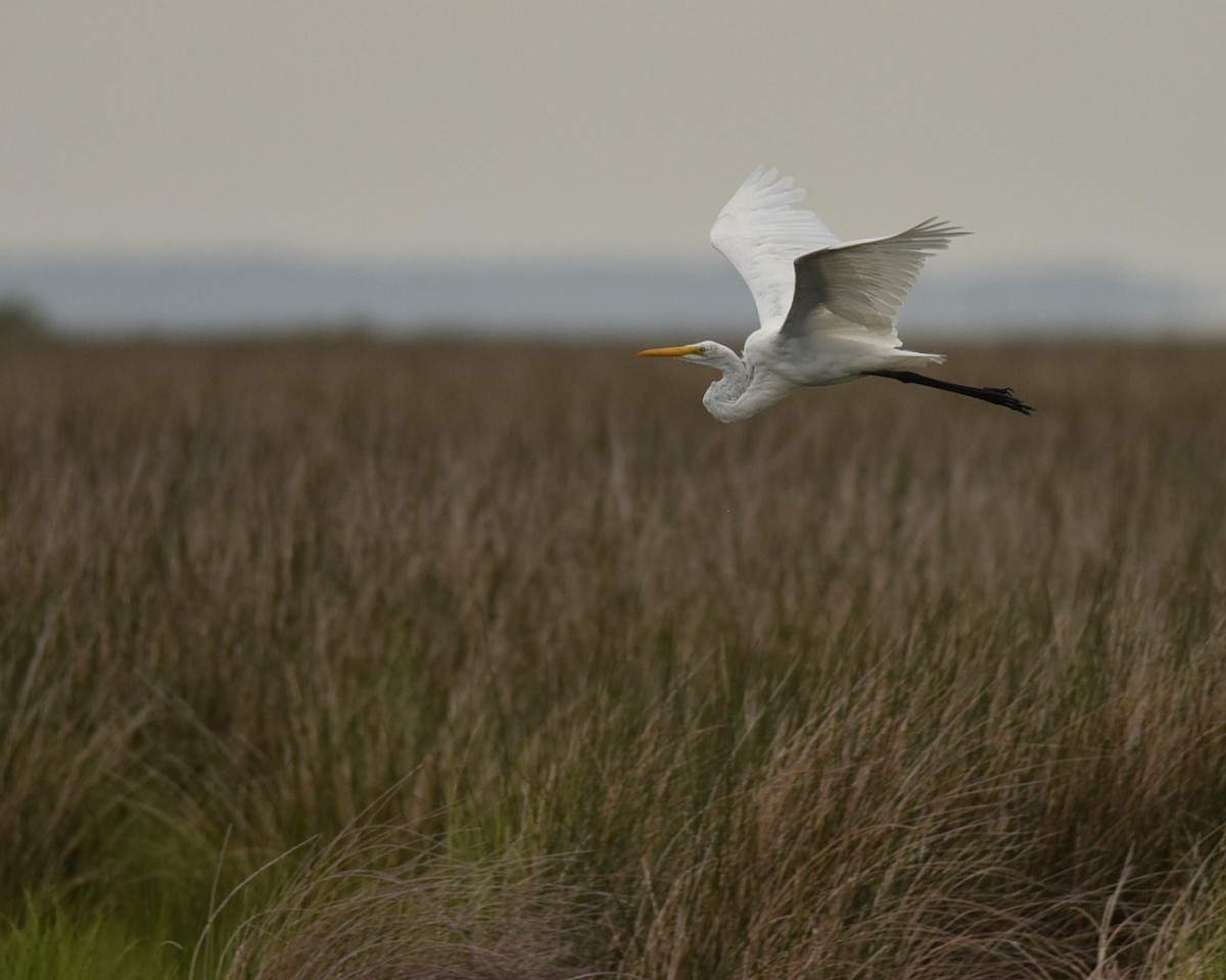 Great Egret - ML639996983