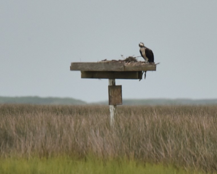 Osprey - ML639996996