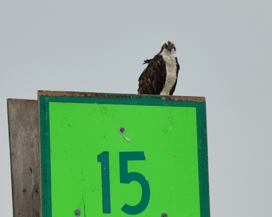 Osprey - ML639996997