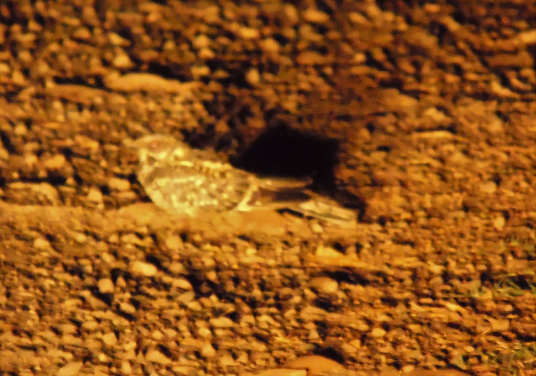 Scissor-tailed Nightjar - ML639997052