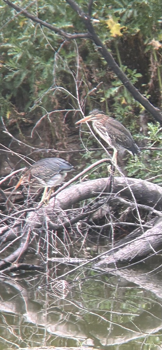 Green Heron - ML639997083