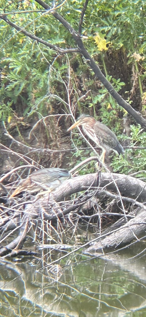 Green Heron - ML639997084