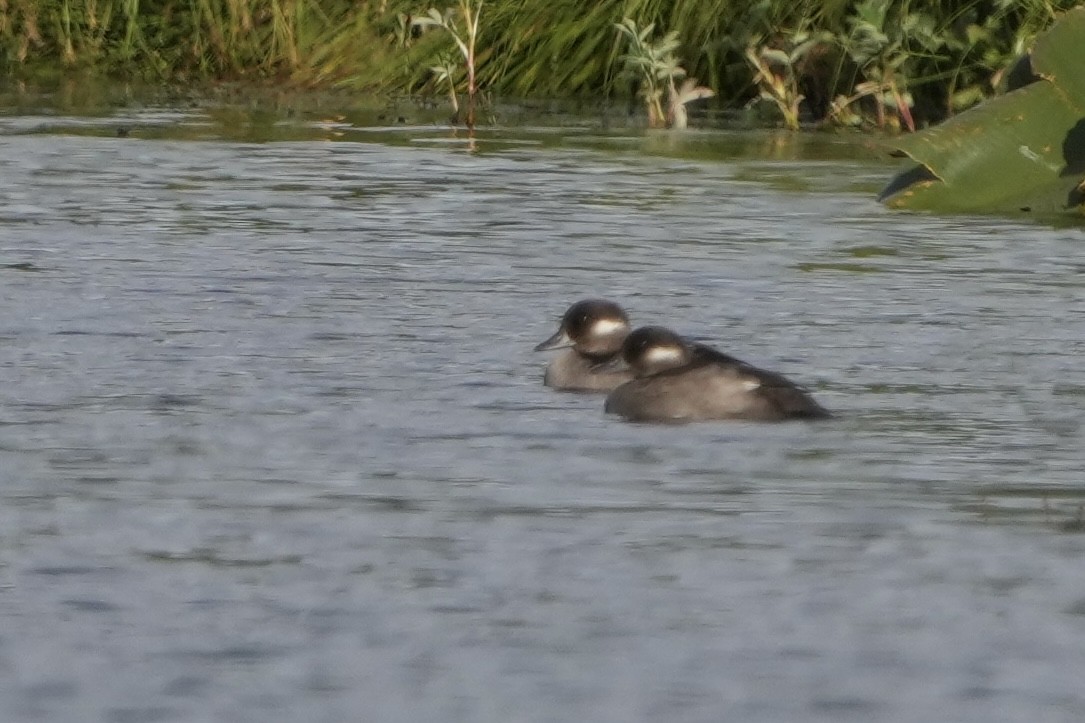 Bufflehead - ML639997151