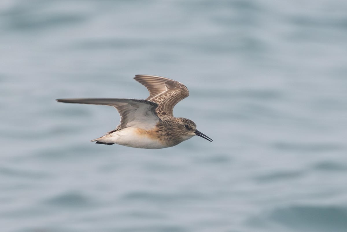 Correlimos de Baird - ML639997157