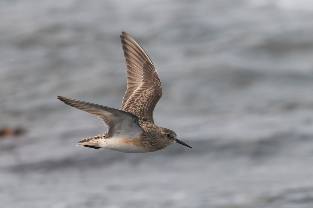 Correlimos de Baird - ML639997158