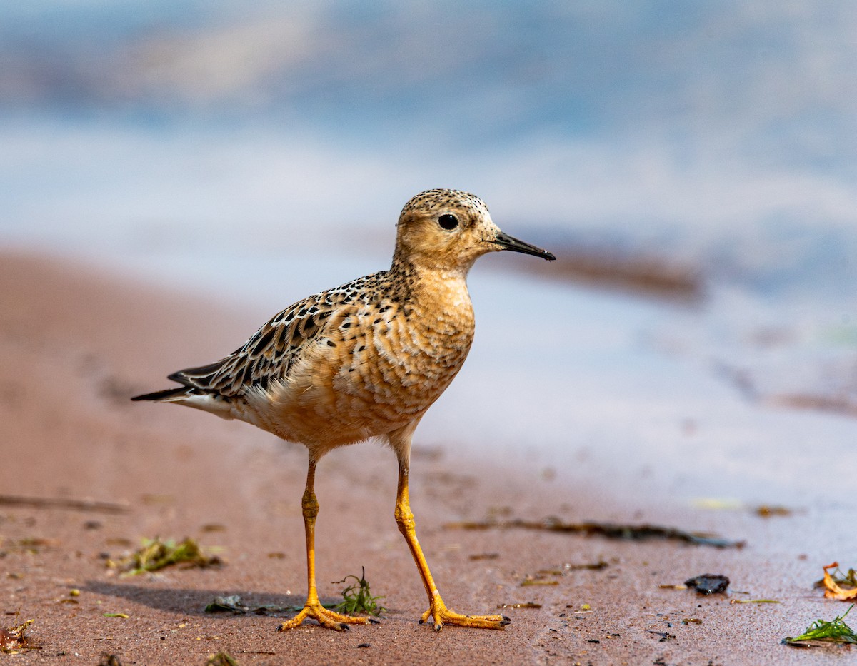 Buff-breasted Sandpiper - Kurt Babcock