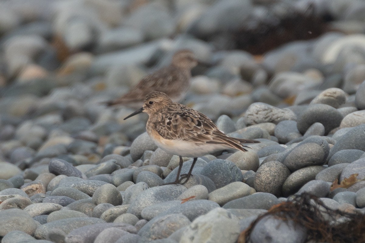 Correlimos de Baird - ML639997265