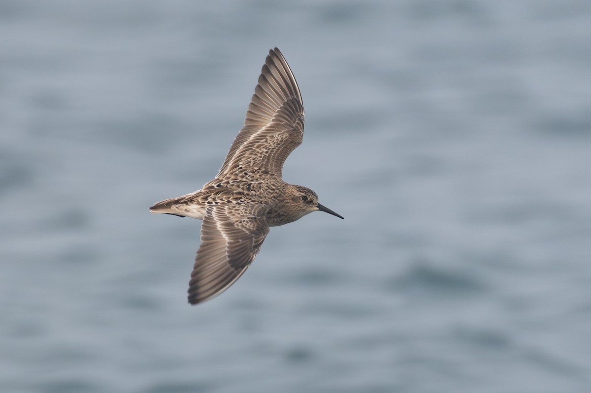 Correlimos de Baird - ML639997266