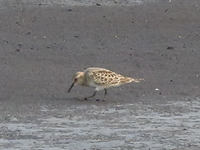 Baird's Sandpiper - ML639997294