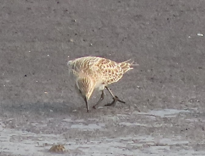 Baird's Sandpiper - ML639997298