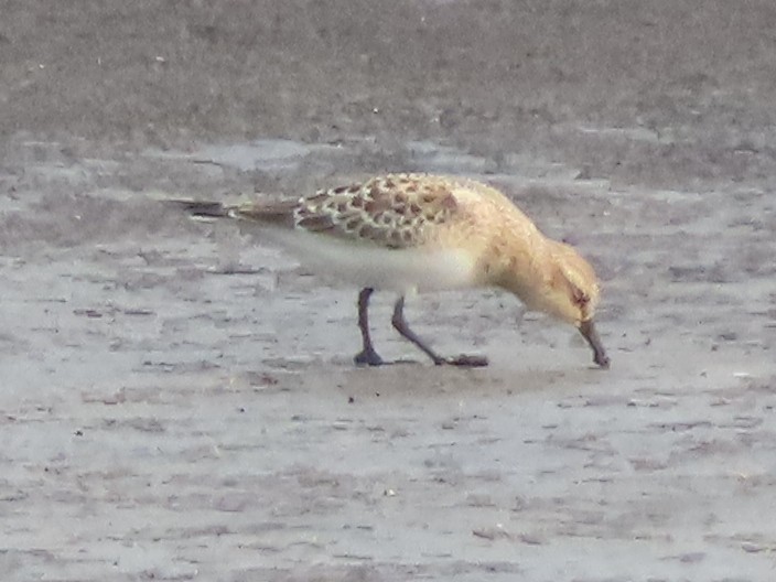 Baird's Sandpiper - ML639997302
