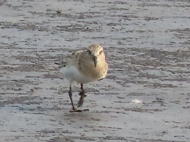 Baird's Sandpiper - ML639997309