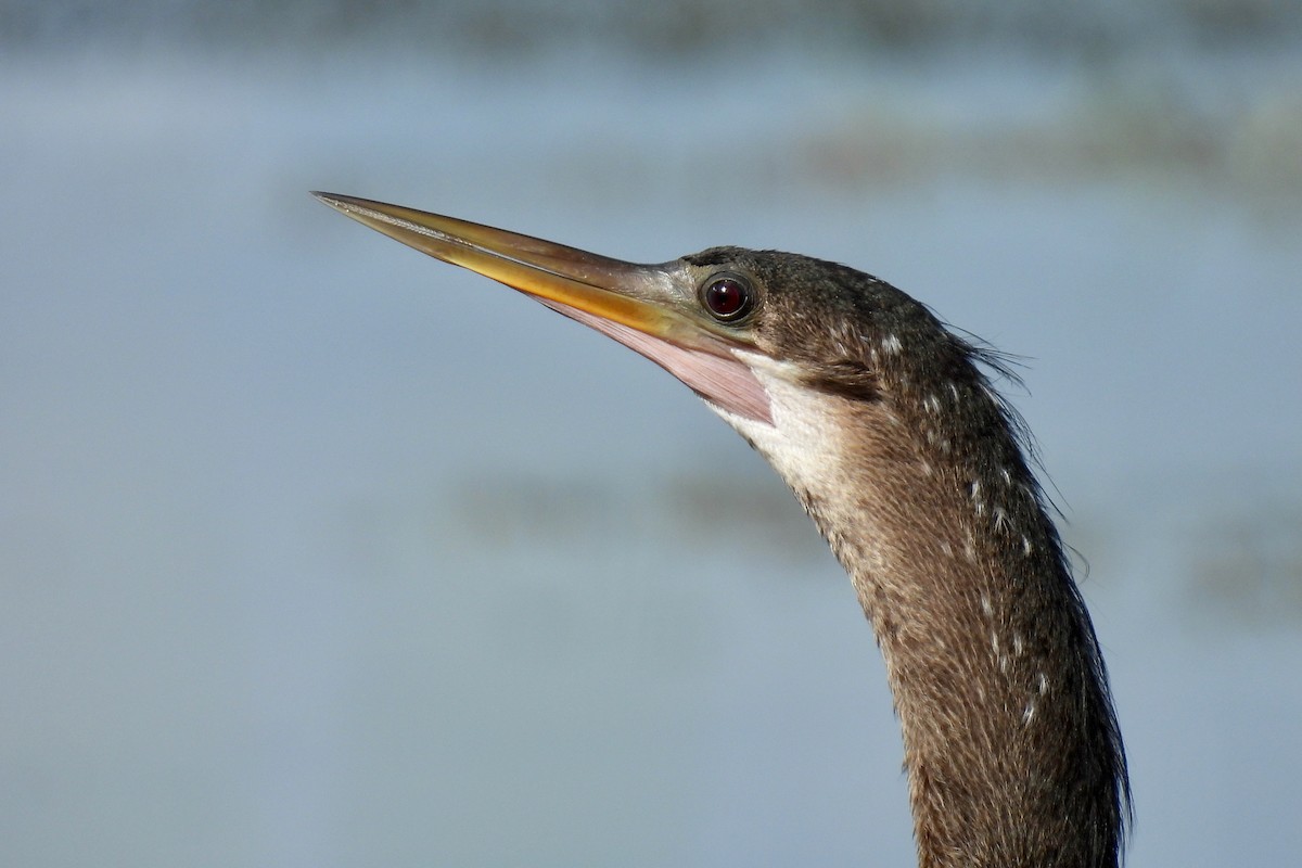 Anhinga - ML639997322