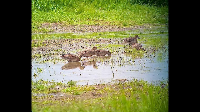 Green-winged Teal (American) - ML639997330