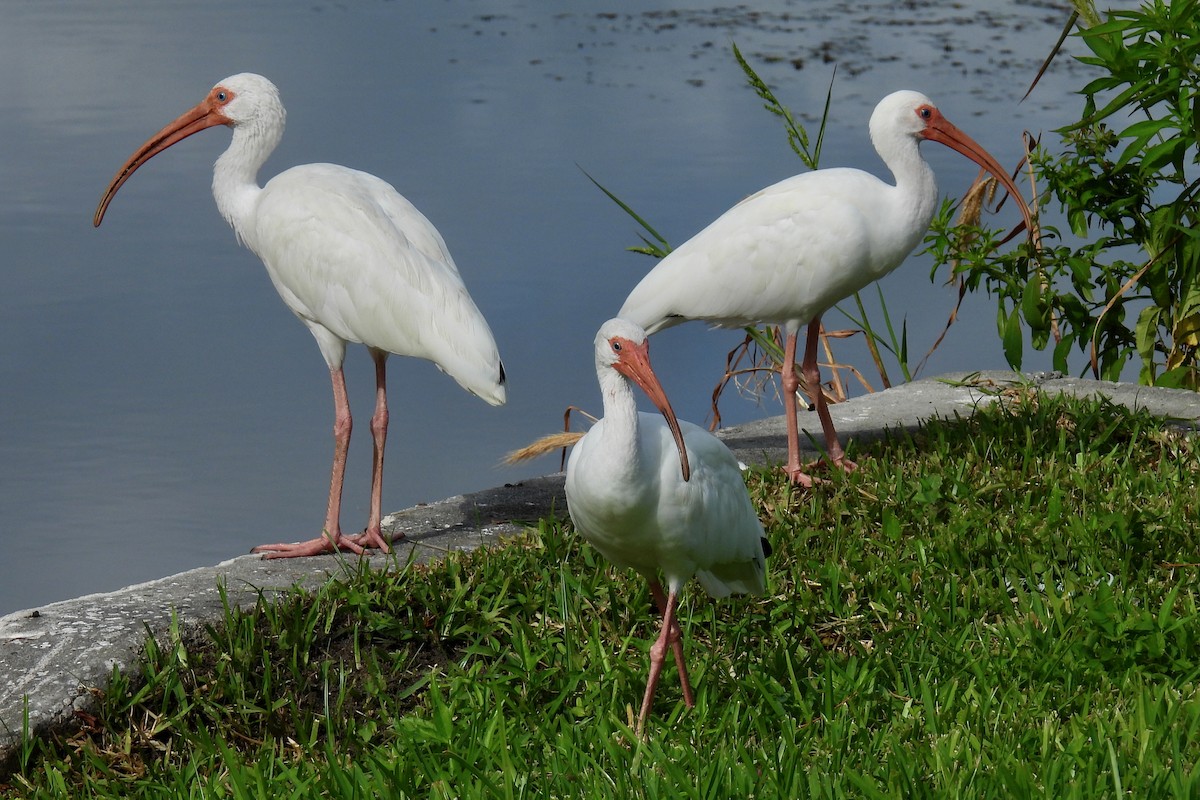 White Ibis - ML639997336