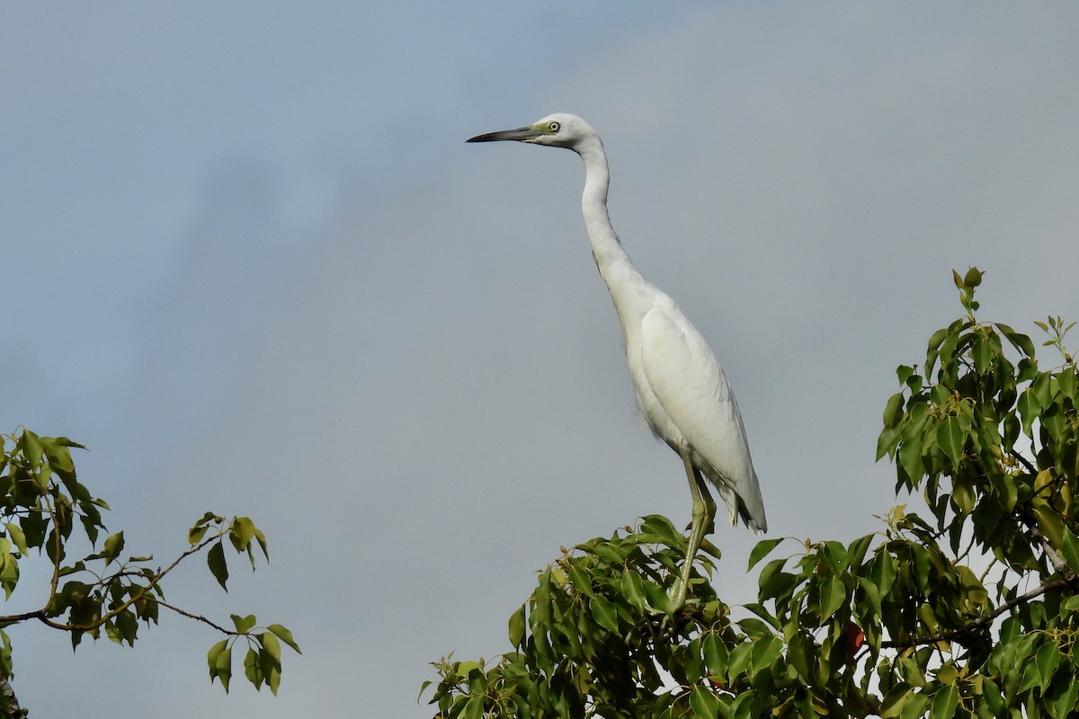 Little Blue Heron - ML639997346
