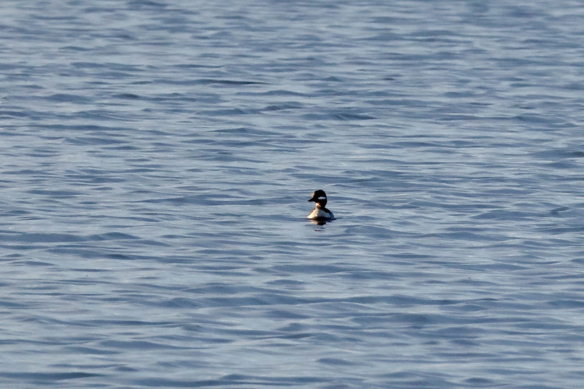 Bufflehead - ML639997356