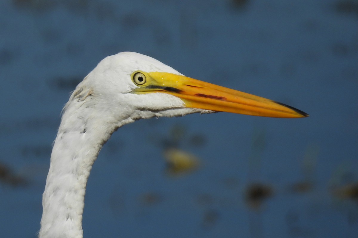 Great Egret - ML639997367