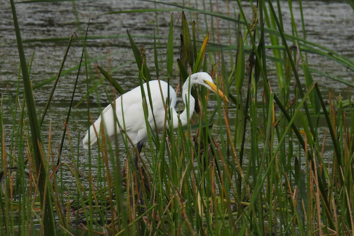 Great Egret - ML639997368