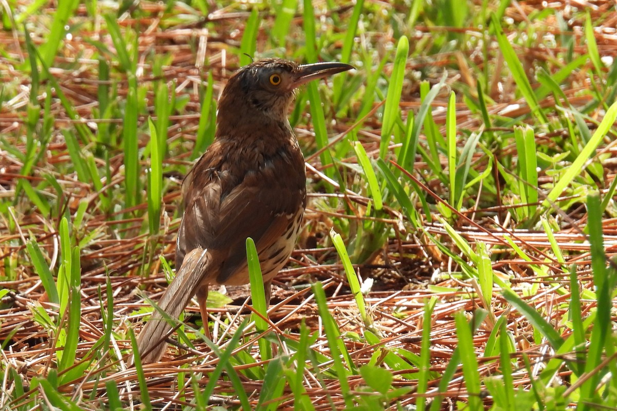 Brown Thrasher - ML639997380