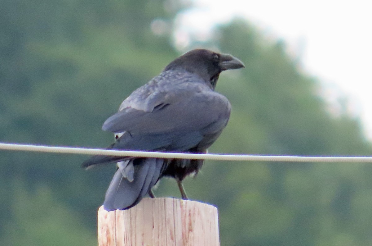 Common Raven - ML639997388