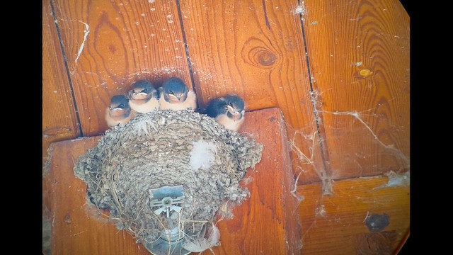 Barn Swallow (American) - ML639997401