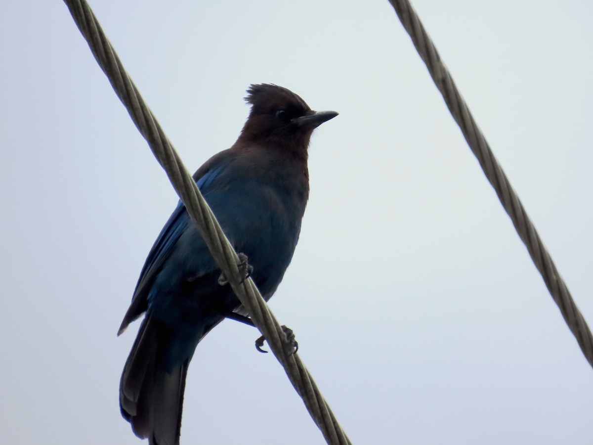 Steller's Jay - ML639997584