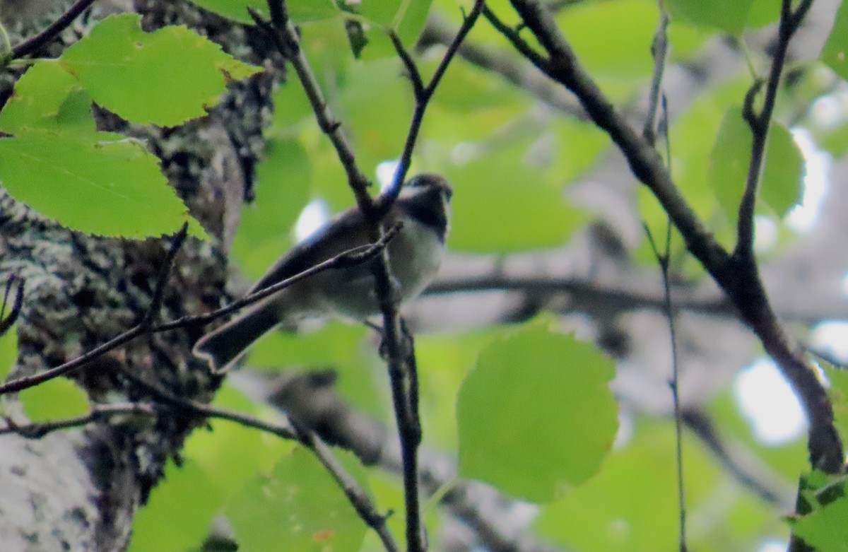 Chestnut-backed Chickadee - ML639997585
