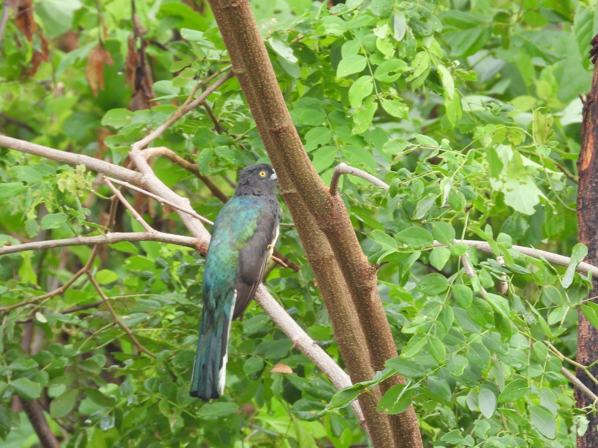 Citreoline Trogon - ML639997625