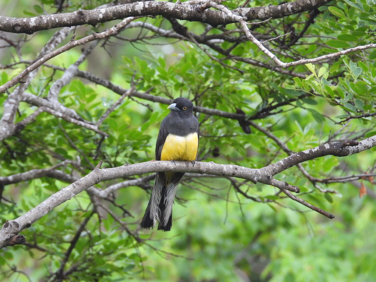 Citreoline Trogon - ML639997626