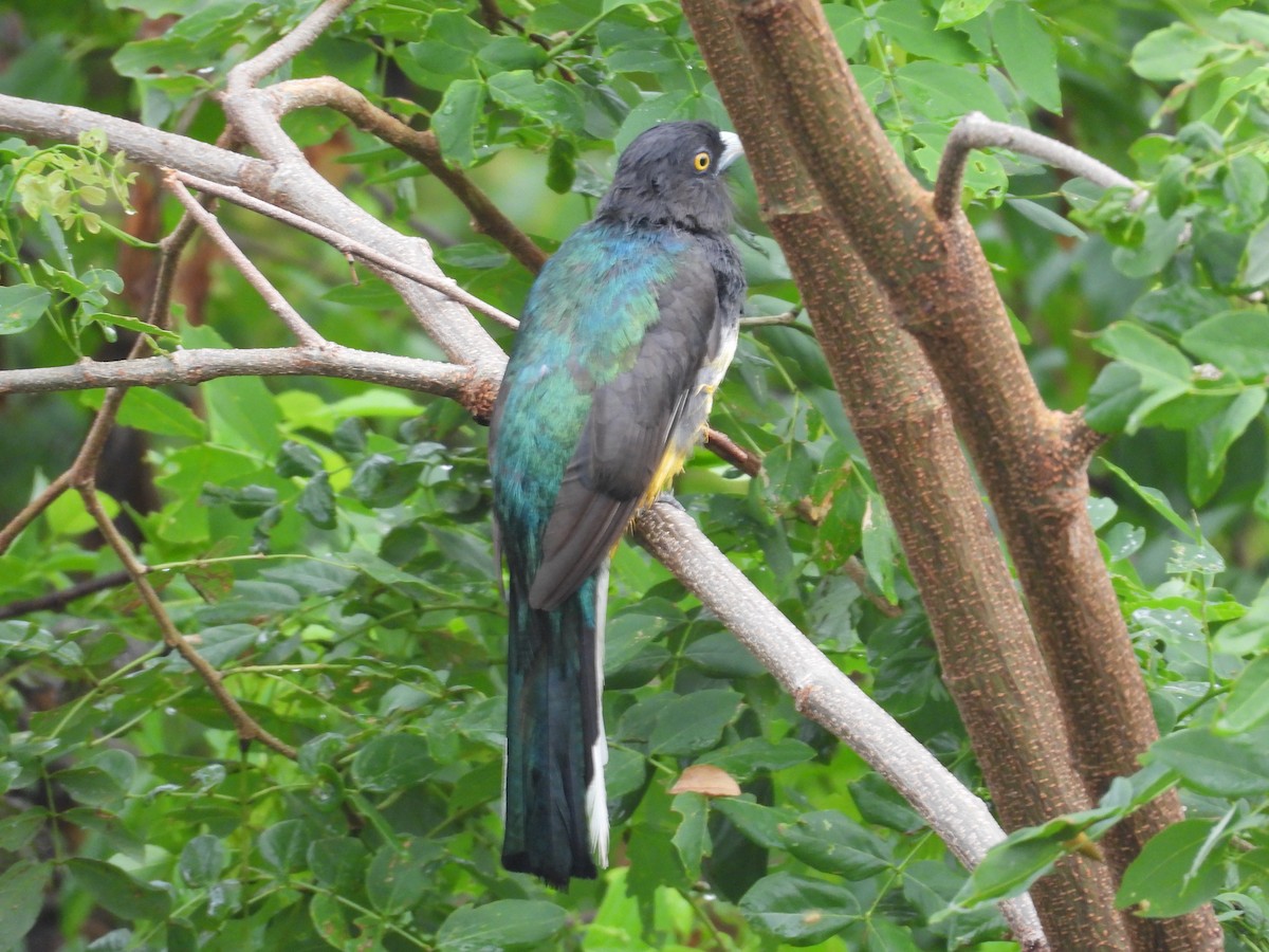 Citreoline Trogon - ML639997627