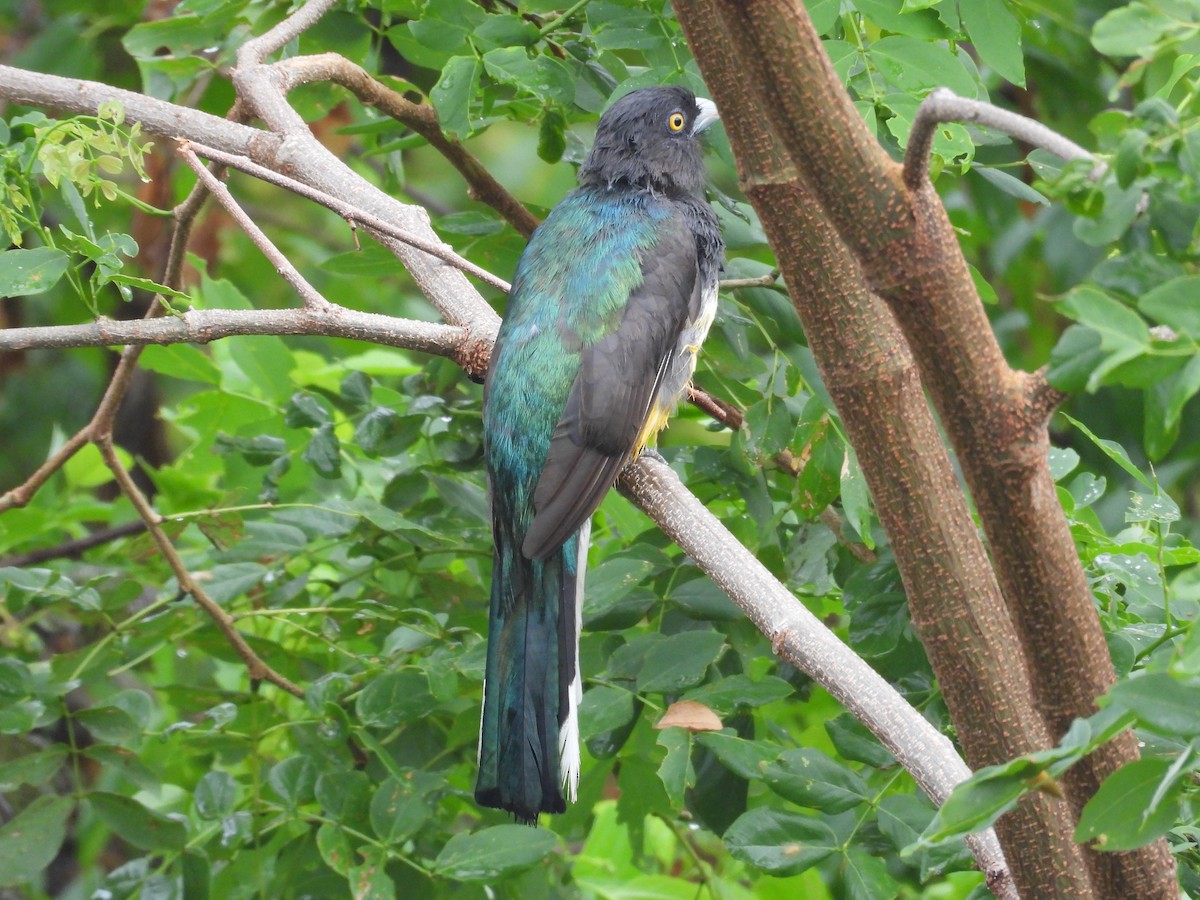 Citreoline Trogon - ML639997628