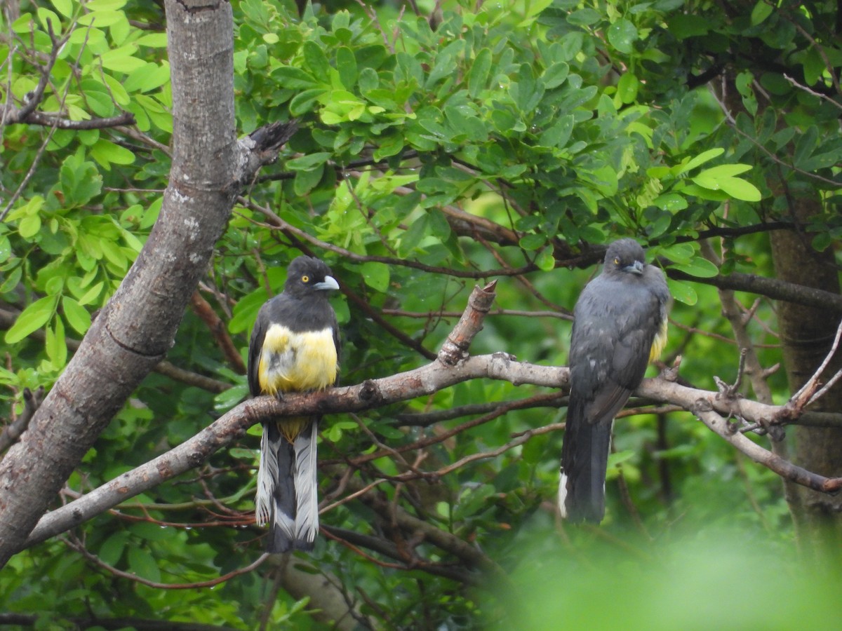 Citreoline Trogon - ML639997633