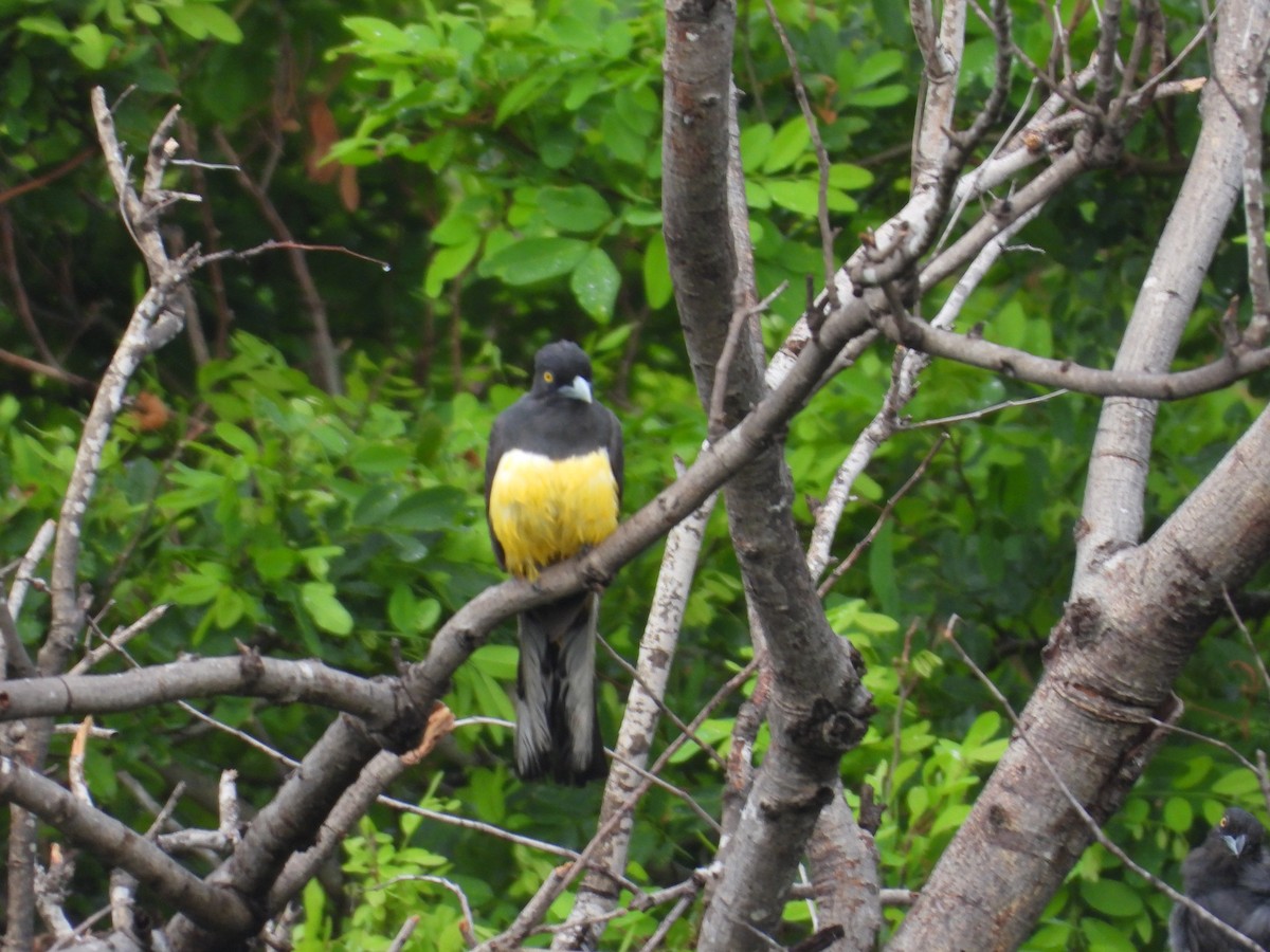 Citreoline Trogon - ML639997636