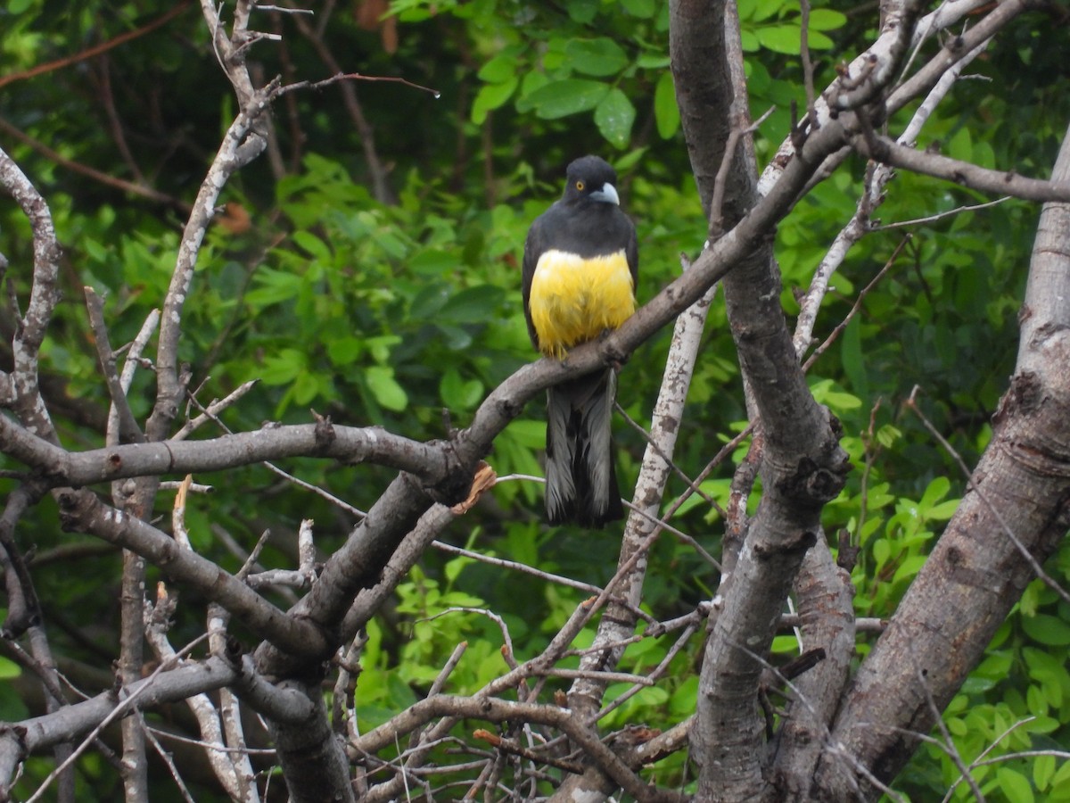 Citreoline Trogon - ML639997638