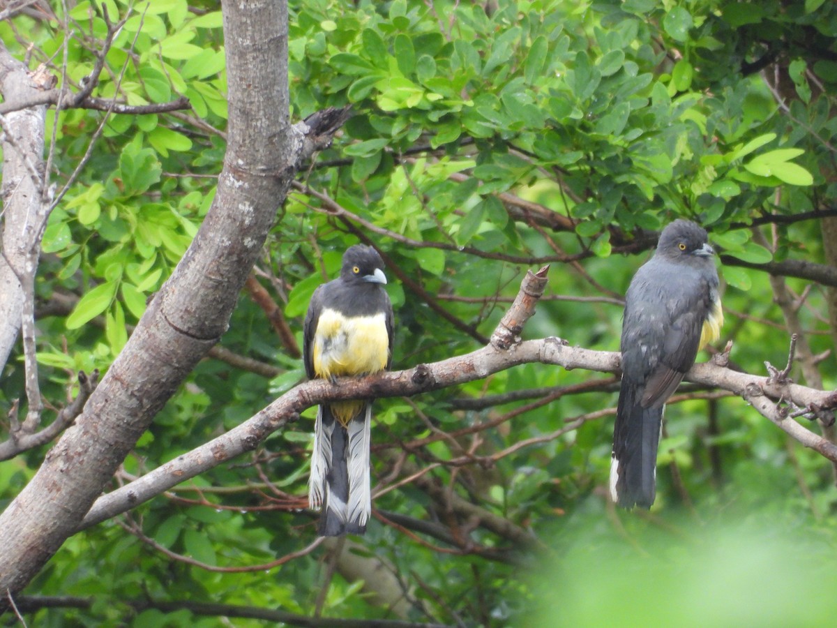 Citreoline Trogon - ML639997641