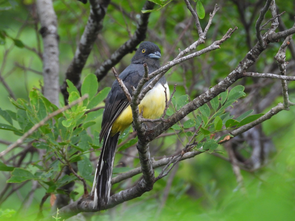 Citreoline Trogon - ML639997642