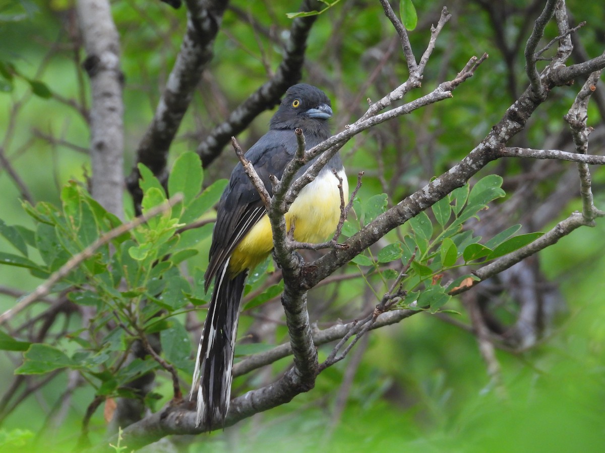 Citreoline Trogon - ML639997644