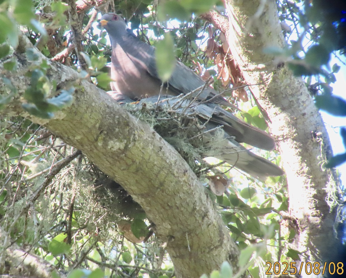 Band-tailed Pigeon - ML639997660