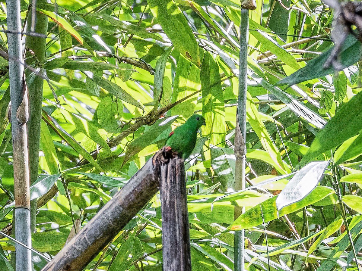 Moluccan Hanging-Parrot - ML639997668