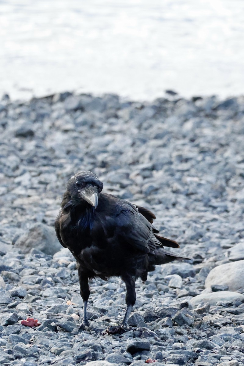Common Raven - ML639997716