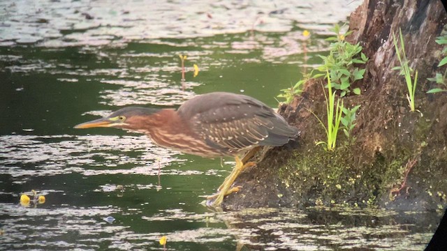 grønnrygghegre - ML639997738