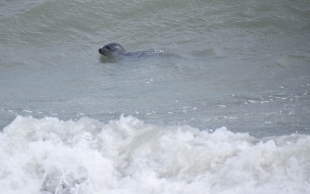 Harbor Seal - ML639997795