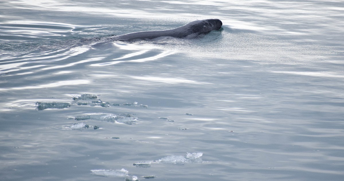 Harbor Seal - ML639997796