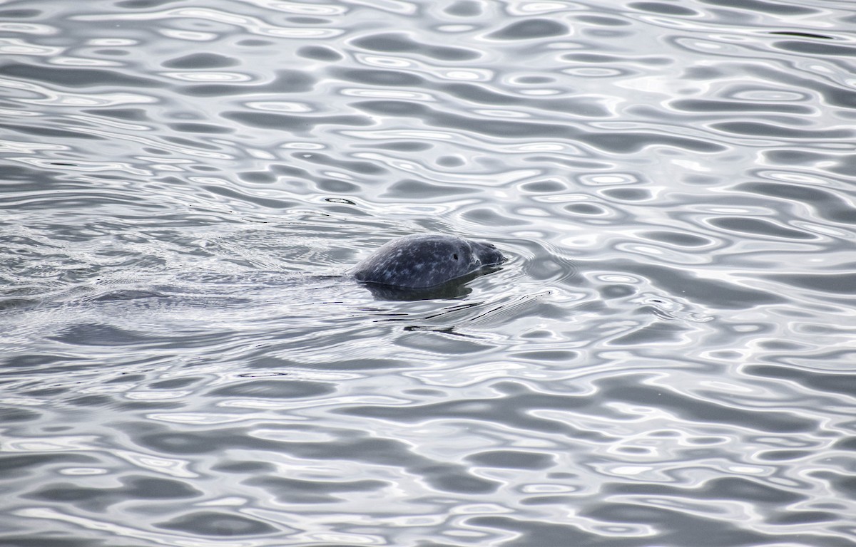 Harbor Seal - ML639997797